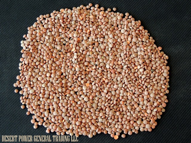 Lentil red