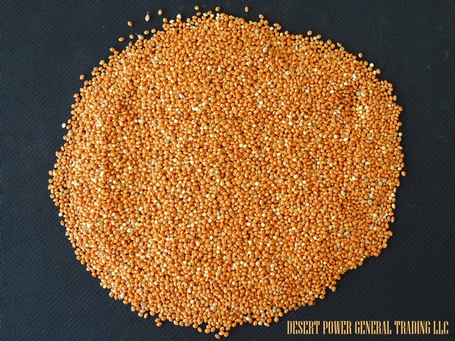 Red millet