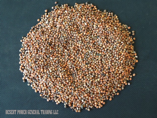 Sorghum red